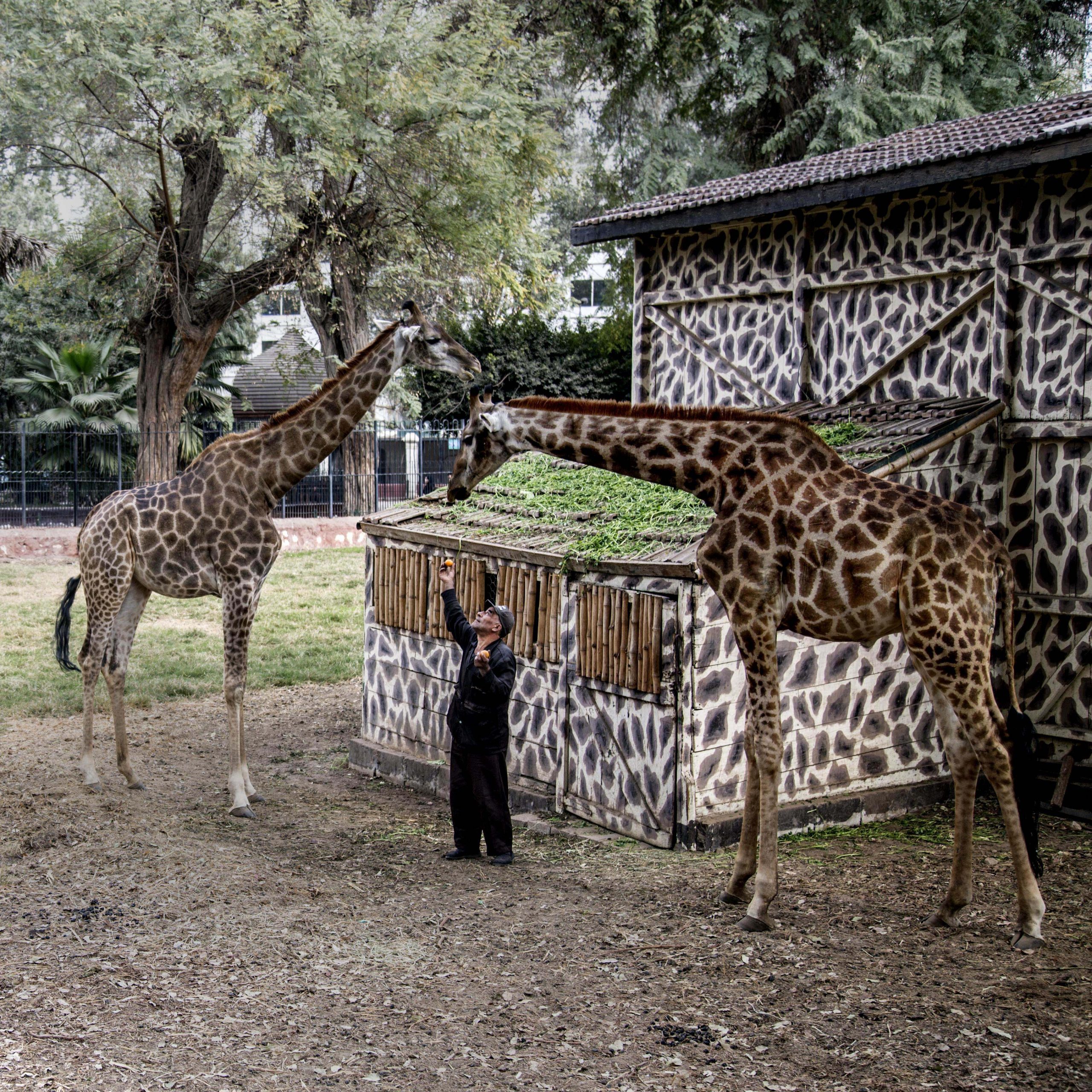 Phoyto of a man handling the two giraffes in front of a hut