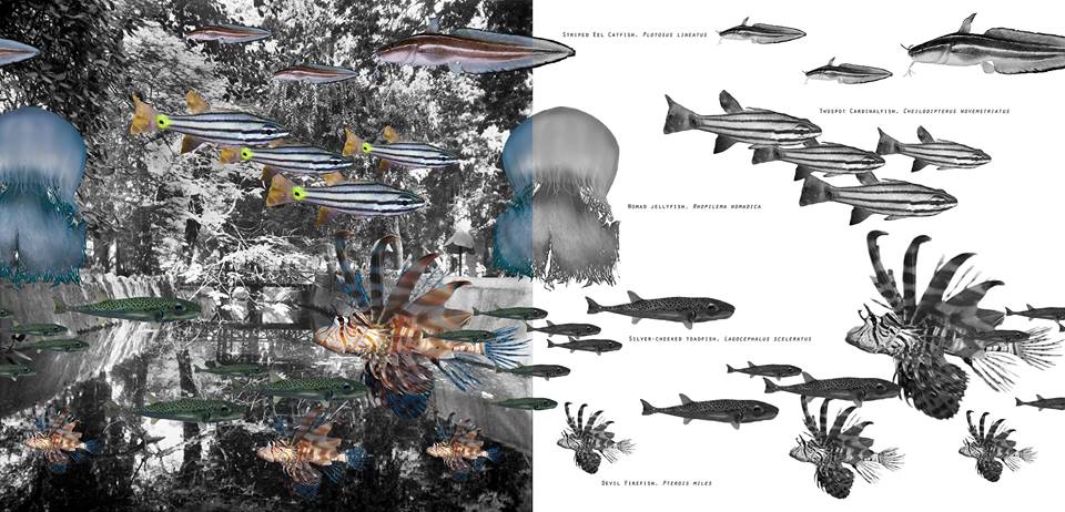 Artwork / diagramme: fish species